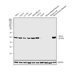 MYL9 Antibody in Western Blot (WB)