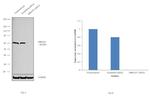 MBOAT7 Antibody in Western Blot (WB)