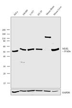 MLKL Antibody in Western Blot (WB)