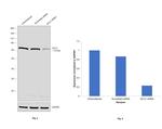 GCLC Antibody in Western Blot (WB)