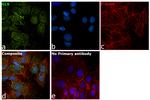 Glutaminase Antibody in Immunocytochemistry (ICC/IF)