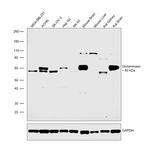 Glutaminase Antibody in Western Blot (WB)