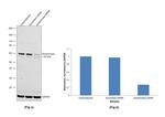 Glutaminase Antibody in Western Blot (WB)