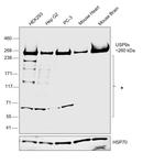 USP9X Antibody in Western Blot (WB)