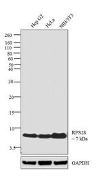 RPS28 Antibody in Western Blot (WB)