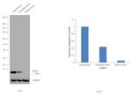 RPS28 Antibody in Western Blot (WB)