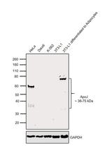 Apolipoprotein J Antibody