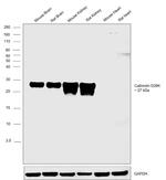 Calbindin D28K Antibody in Western Blot (WB)