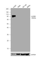 LILRB2 Antibody in Western Blot (WB)