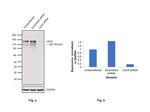 LDLR Antibody in Western Blot (WB)