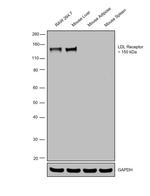 LDLR Antibody in Western Blot (WB)