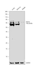 SOX10 Antibody