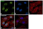 SOX10 Antibody in Immunocytochemistry (ICC/IF)