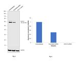 SOX10 Antibody