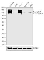 Neuropilin 1 Antibody in Western Blot (WB)