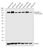 Neuropilin 1 Antibody in Western Blot (WB)