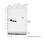 TROP2 Antibody in Western Blot (WB)