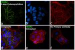 TROP2 Antibody in Immunocytochemistry (ICC/IF)