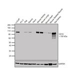 CD10 Antibody in Western Blot (WB)