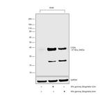 Cathepsin S Antibody