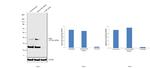 Cathepsin S Antibody in Western Blot (WB)