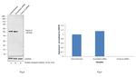 Fetuin A Antibody in Western Blot (WB)