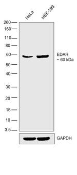 EDAR Antibody