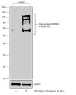 CD275 (B7-H2) Antibody