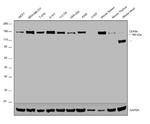 ITGA2 Antibody in Western Blot (WB)