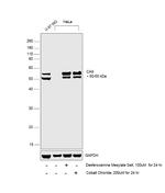 Carbonic Anhydrase IX Antibody