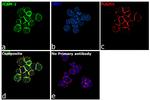 ICAM-2 Antibody in Immunocytochemistry (ICC/IF)