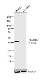 NeuroD1 Antibody