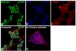 NeuroD1 Antibody in Immunocytochemistry (ICC/IF)