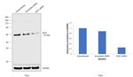 ALPL Antibody in Western Blot (WB)