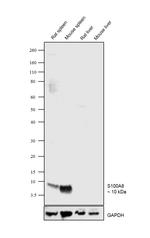 S100A8 Antibody in Western Blot (WB)