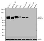 Sortilin Antibody in Western Blot (WB)