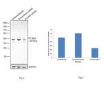 PCSK9 Antibody in Western Blot (WB)