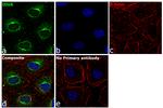 IDUA Antibody in Immunocytochemistry (ICC/IF)