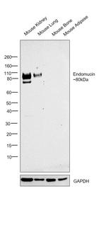 Endomucin Antibody in Western Blot (WB)