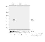 Apolipoprotein H Antibody in Western Blot (WB)