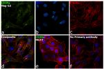 CD49a Antibody in Immunocytochemistry (ICC/IF)