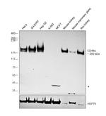 CD49a Antibody in Western Blot (WB)