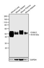 ICAM-2 Antibody in Western Blot (WB)