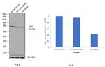 AIF Antibody