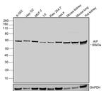 AIF Antibody in Western Blot (WB)