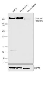 DYNC1H1 Antibody