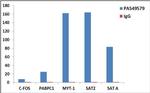 Histone H3 Antibody in ChIP Assay (ChIP)