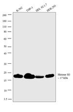 Histone H3 Antibody in Western Blot (WB)