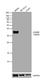 LIN28B Antibody in Western Blot (WB)