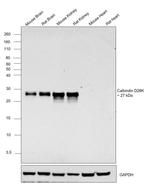 Calbindin D28K Antibody in Western Blot (WB)